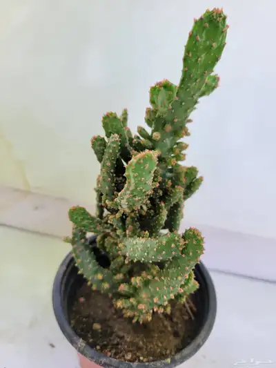 صباريات 2