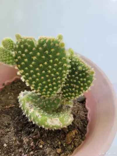 صباريات 4