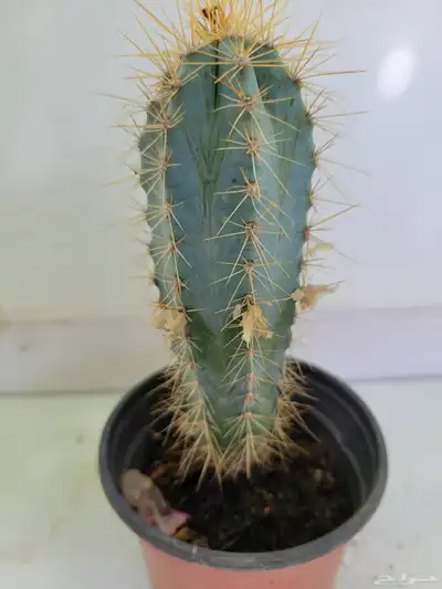 صباريات 6