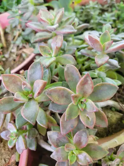 صباريات 3