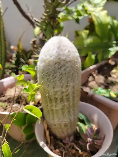 صباريات 0