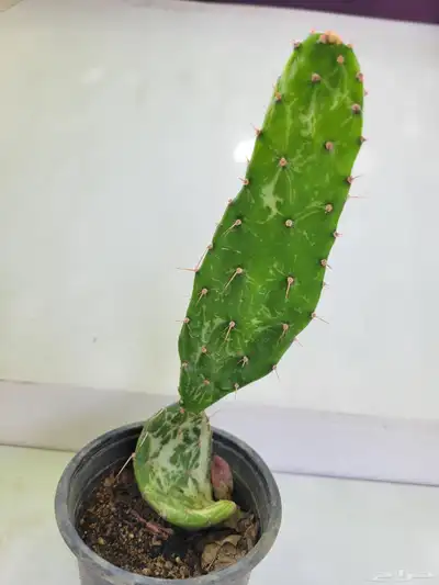 صباريات 5