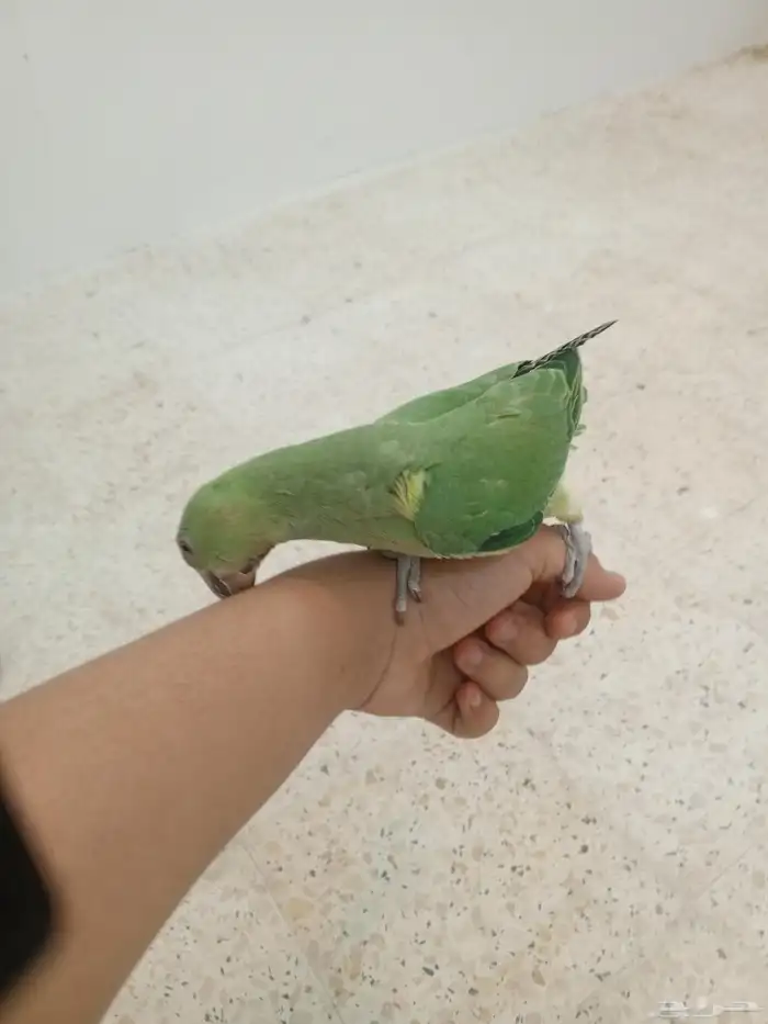 فرخ درة دوبه مفطوم أليف 4