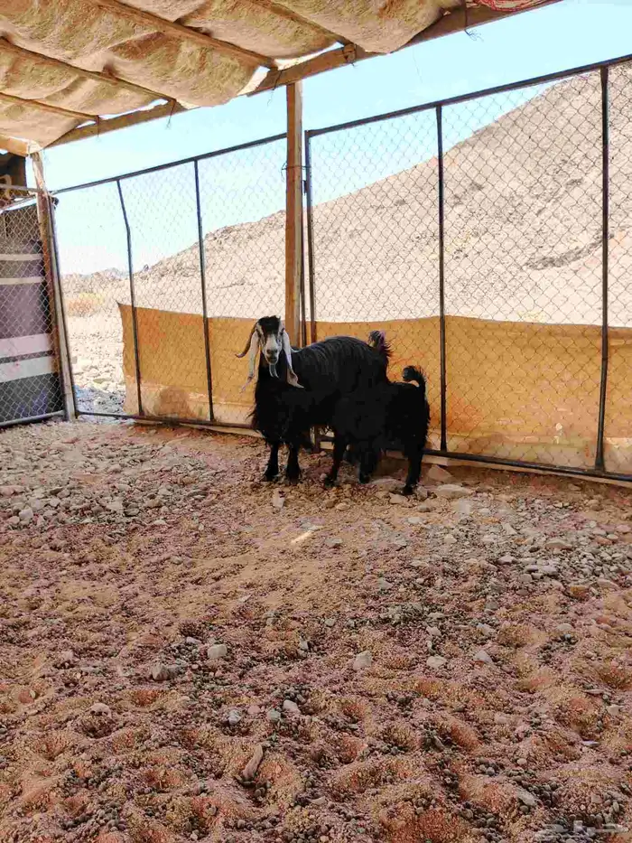 تم البيع معزا عارضيه صنف الصنف والد تحتها جفره 0