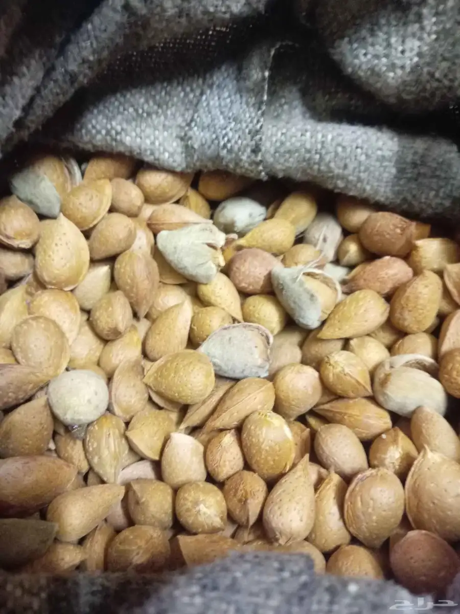 لوز ميسان (جبلي _ بلدي ) البجلي 0