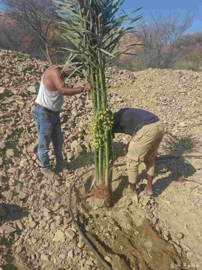 يوجدلدين جميع انواع انخل المثمره وزينه 5