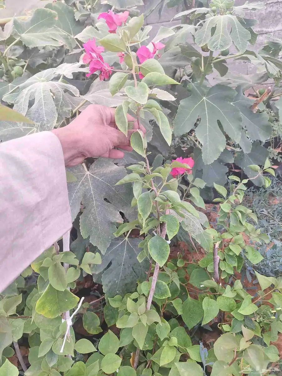 جهنميه (مجنونه ) متر ونص سعر جمله 0