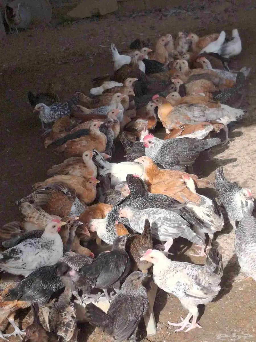 دجاج بلدي 4