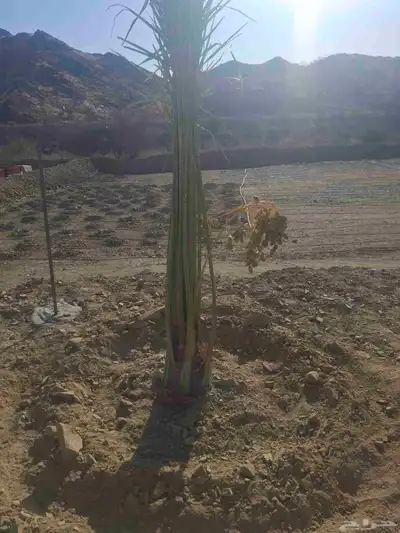 يوجدلدين جميع انواع انخل المثمره وزينه 4
