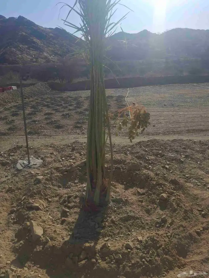 يوجدلدين جميع انواع انخل المثمره وزينه 4