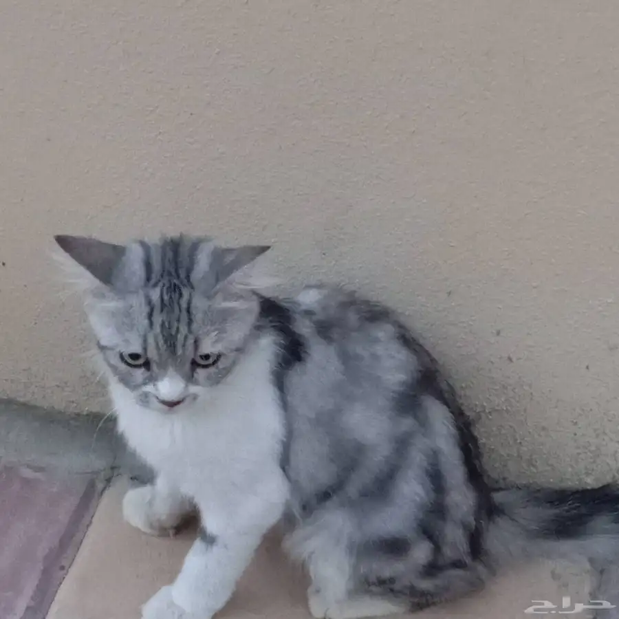 قطه للبيع 3