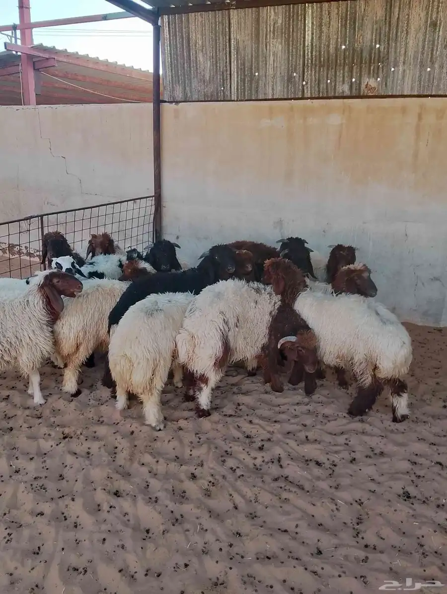 خرفان ورخال العدد 15ثمانيه خرفان وسبعه خرفان 1