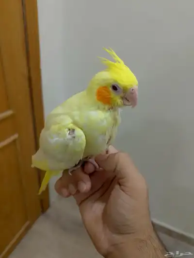 كروان أليف للصامل 0