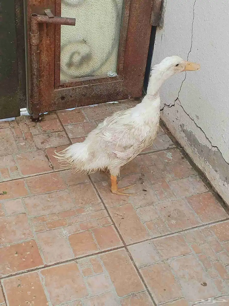 بط بكيني للبيع 0