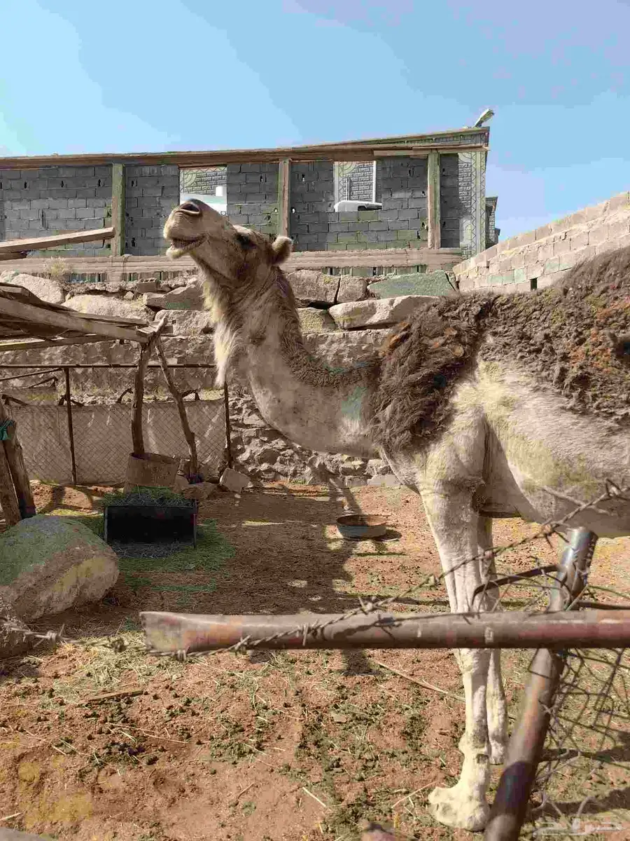 ناقه شماليه للبيع حايل لقحه حشوا بكره بعير 8