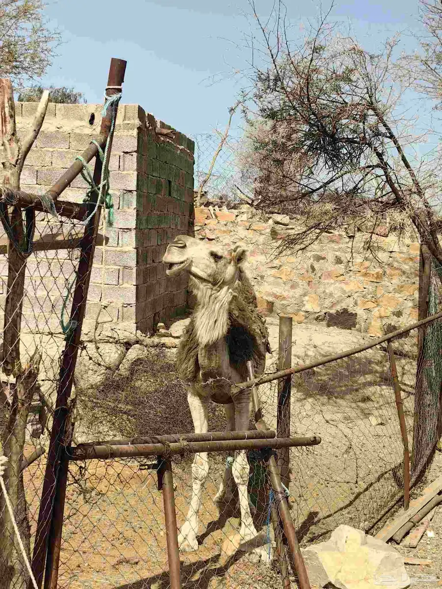 ناقه شماليه للبيع حايل لقحه حشوا بكره بعير 6