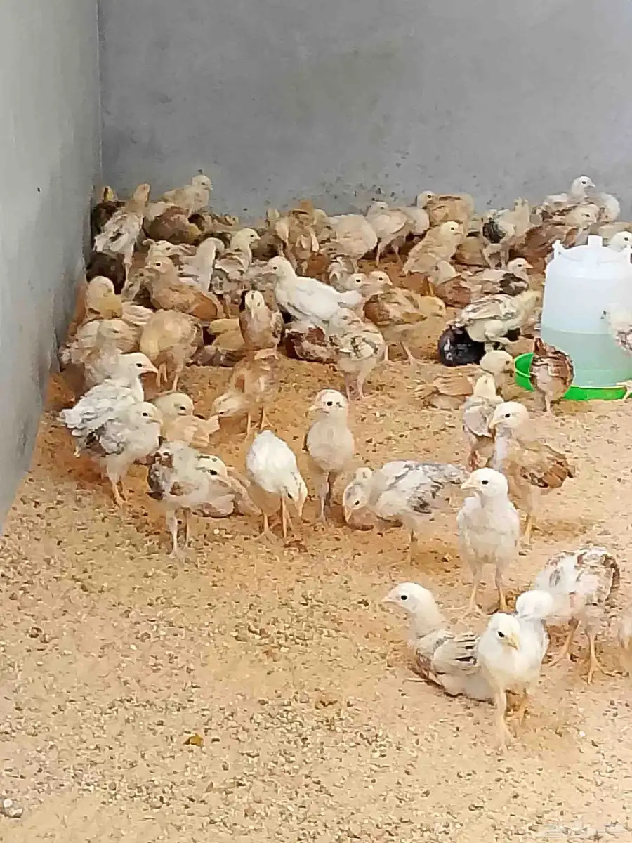 صوص بلدي 0