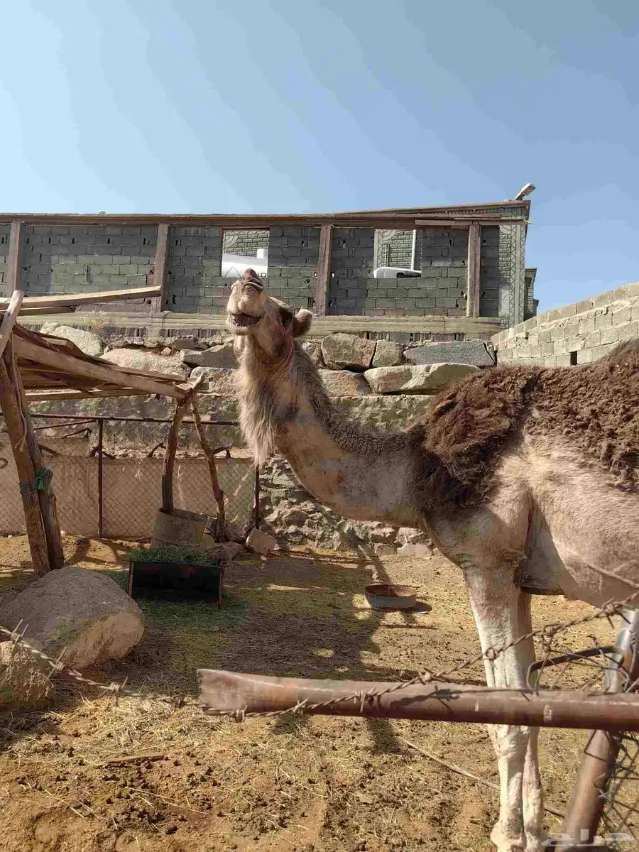 ناقه شماليه للبيع حايل لقحه حشوا بكره بعير 1