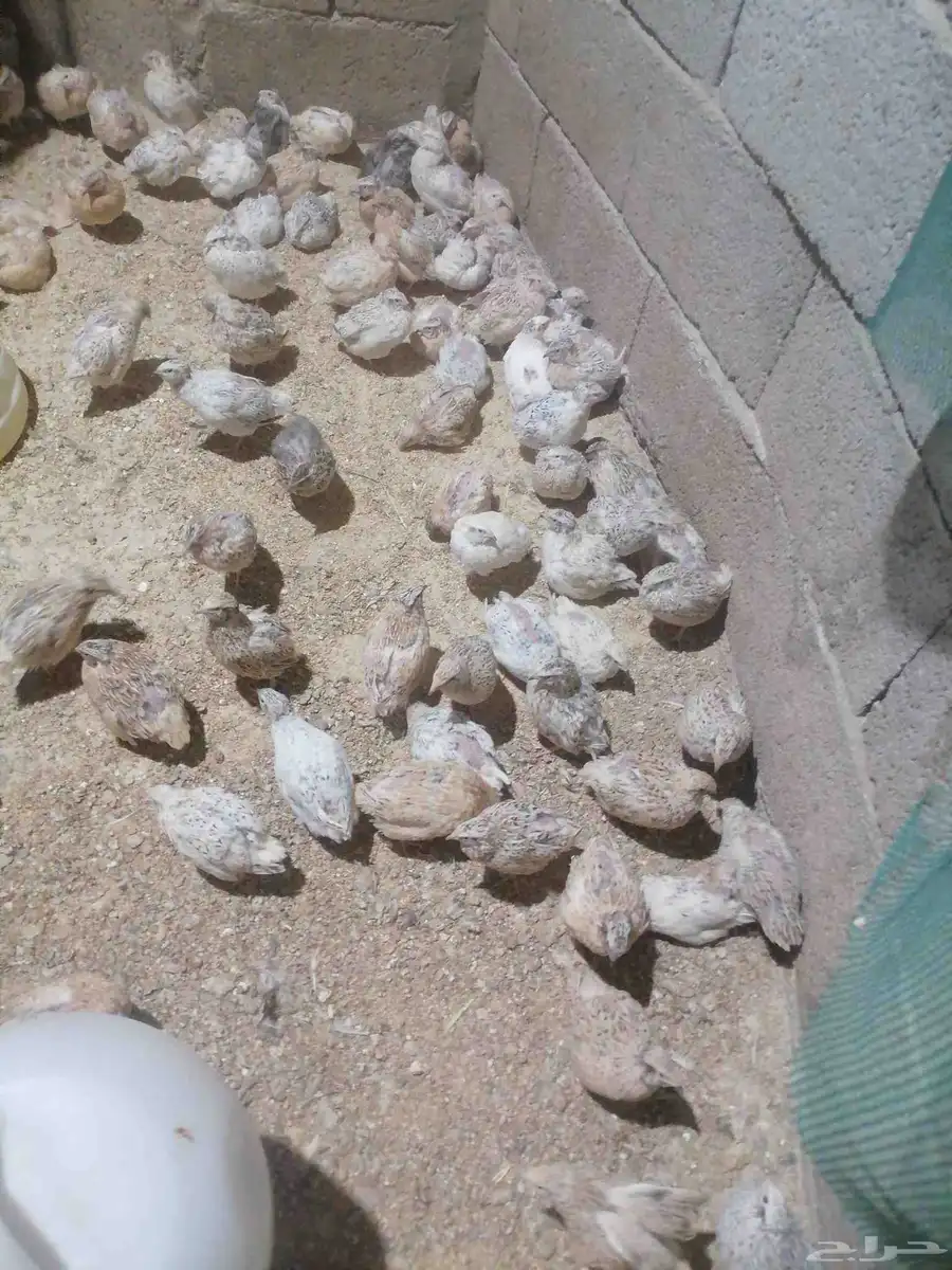 سمان مختلف الأعمار 0