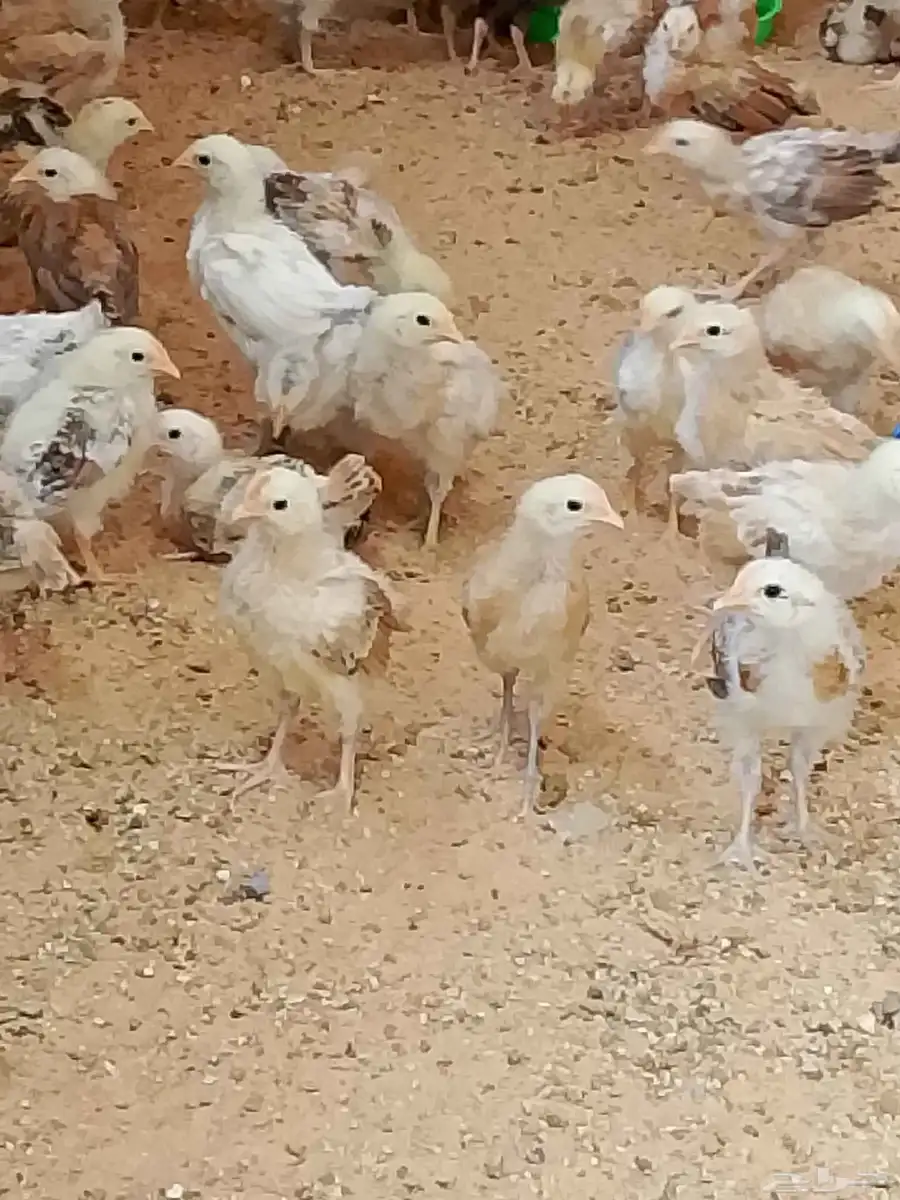 صوص بلدي 6