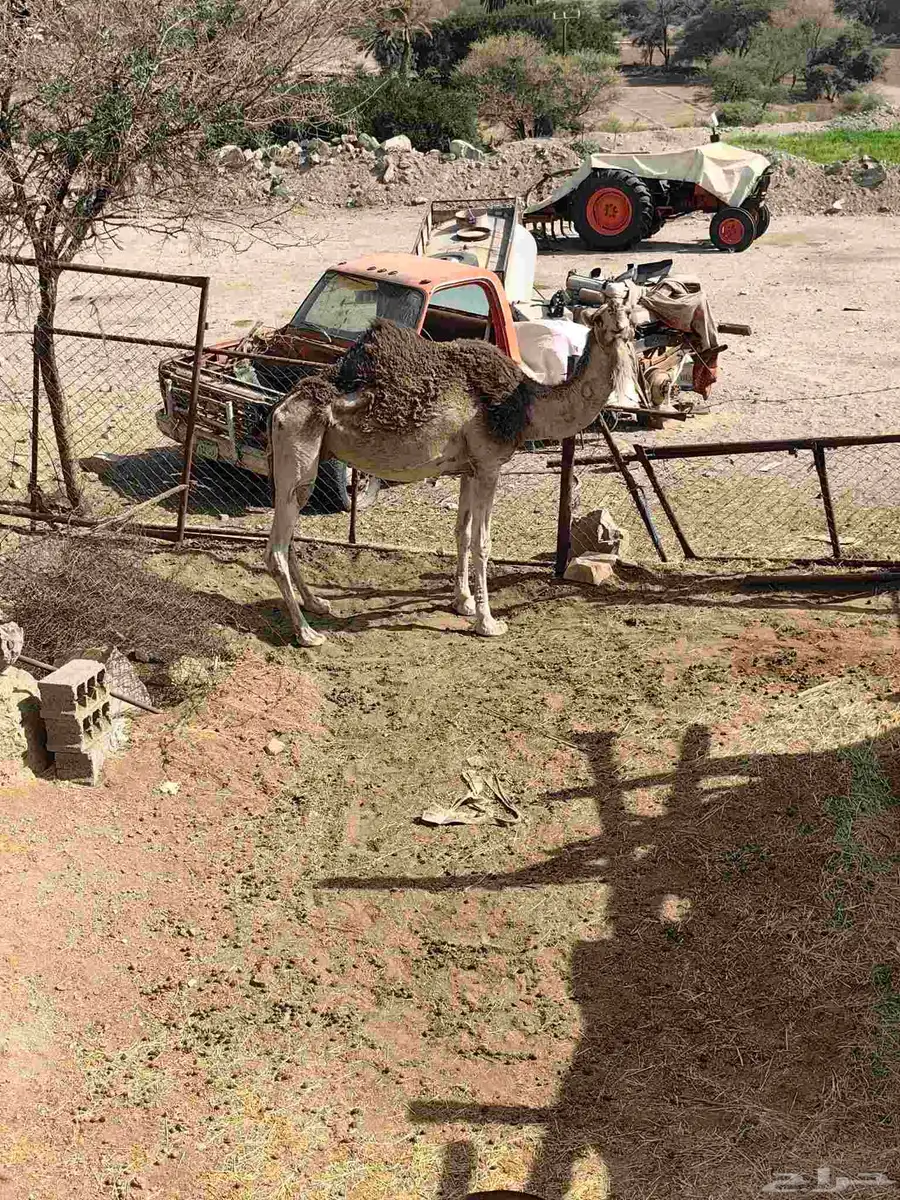 ناقه شماليه للبيع حايل لقحه حشوا بكره بعير 4