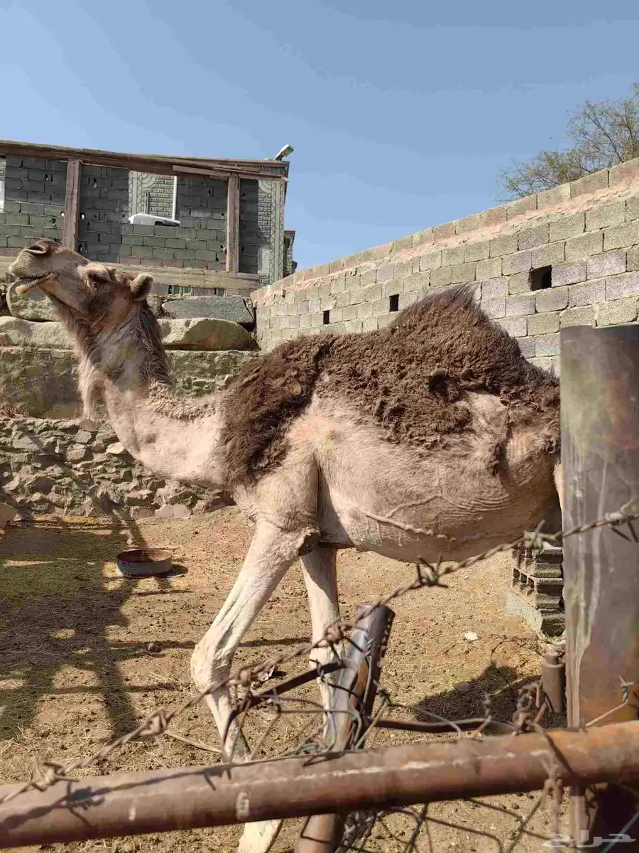 ناقه شماليه للبيع حايل لقحه حشوا بكره بعير 2