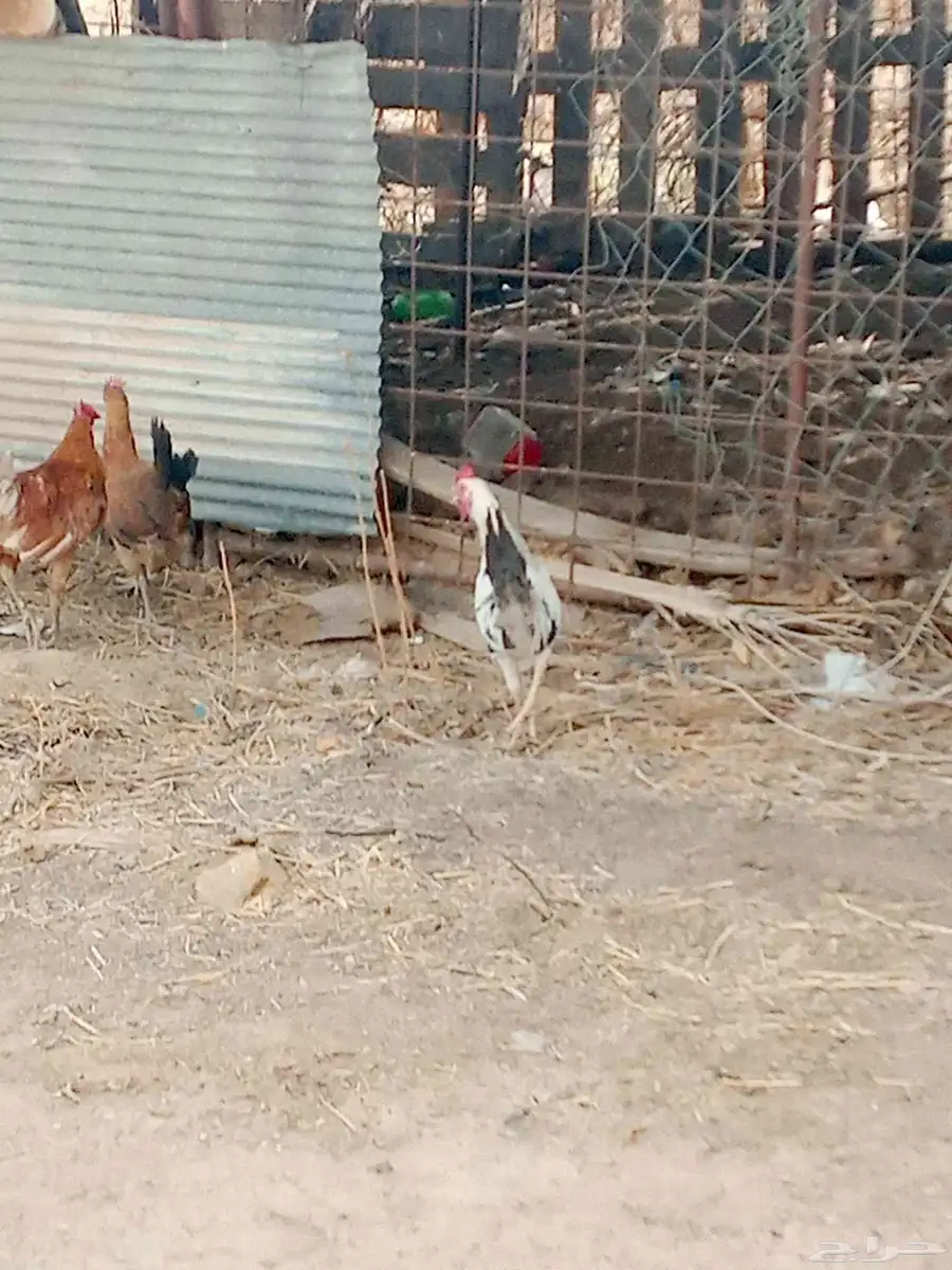للبيع ديوك أعمارها من ثلاثه إلي اربعه اشهر 4