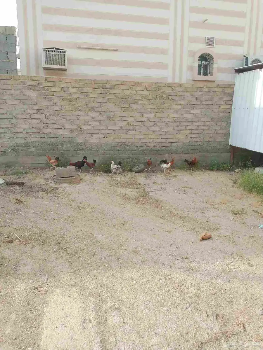 للبيع ديوك أعمارها من ثلاثه إلي اربعه اشهر 3