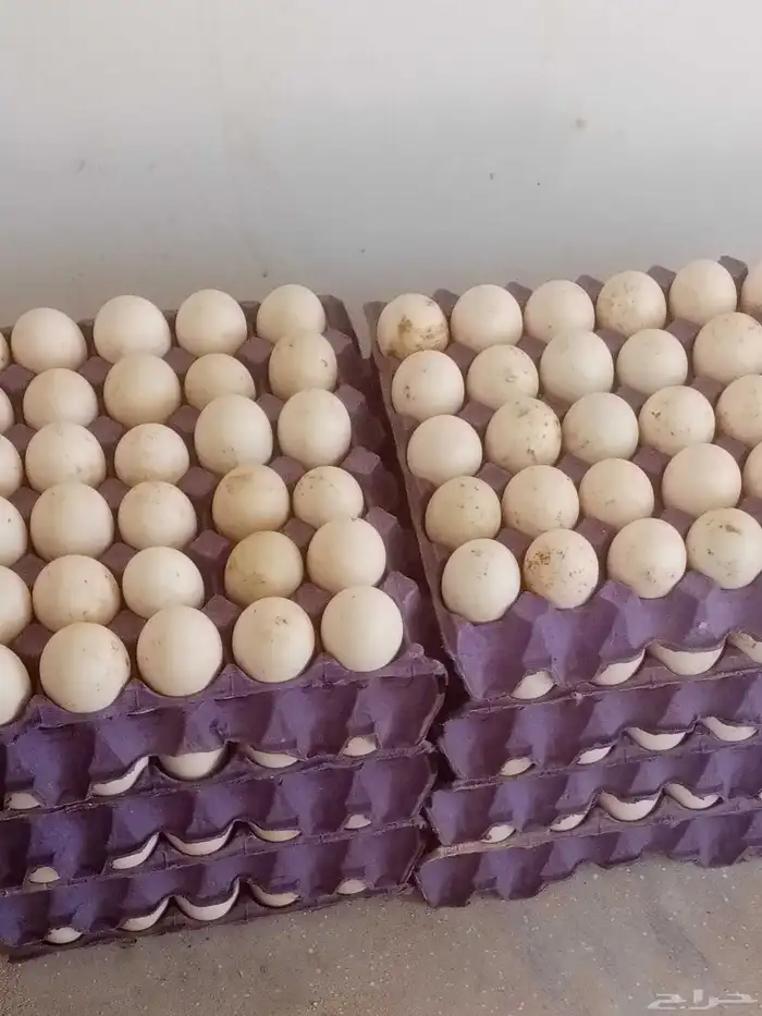 بيض بط بكيني مخصب 0