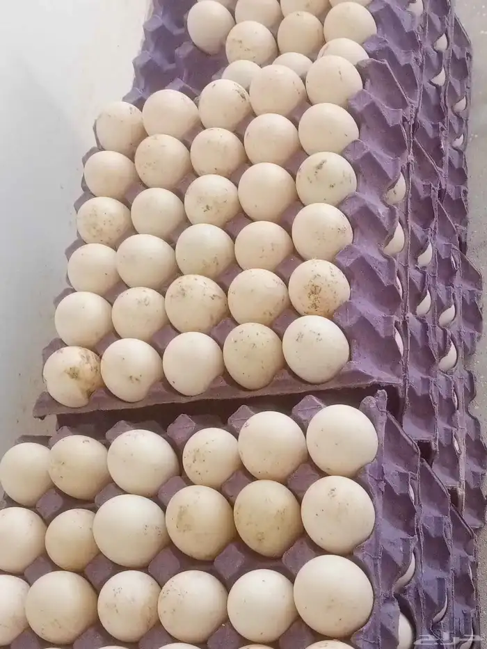 بيض بط بكيني مخصب 1