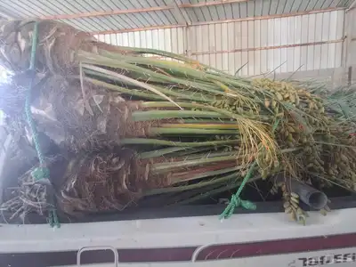 يوجدلدين جميع انواع انخل المثمره وزينه 1