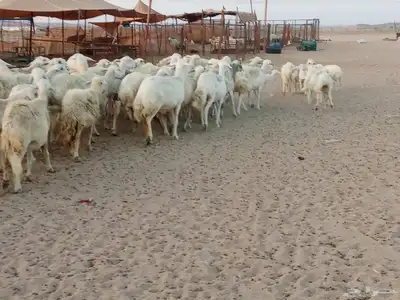 غنم خلفات وجنب العدد 40 7