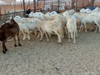 غنم خلفات وجنب العدد 40 8