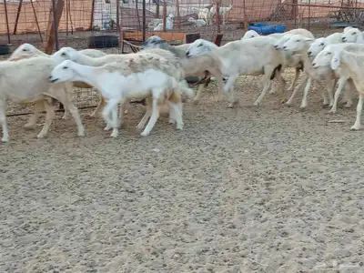 غنم خلفات وجنب العدد 40 1