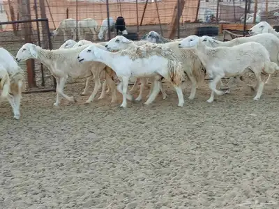 غنم خلفات وجنب العدد 40 0