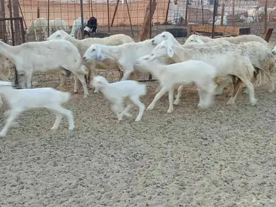 غنم خلفات وجنب العدد 40 2
