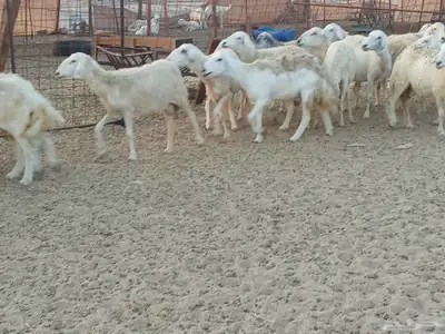 غنم خلفات وجنب العدد 40 5