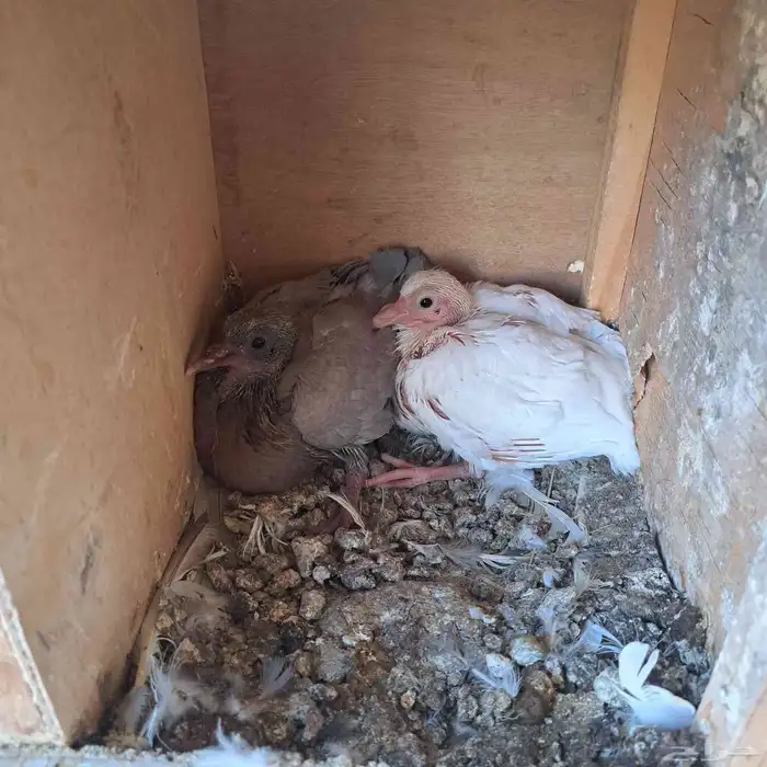 عشة حمام منتج للبيع 6