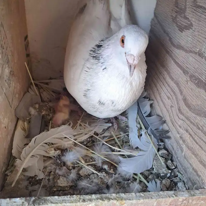 عشة حمام منتج للبيع 7