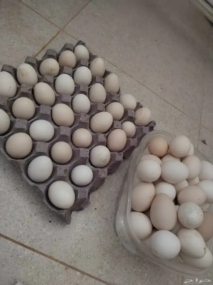بيض دجاج بلدي 1