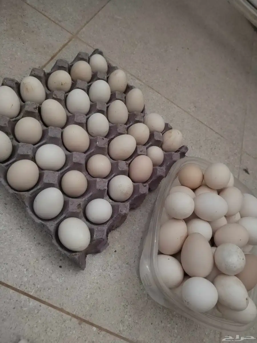 بيض دجاج بلدي 1