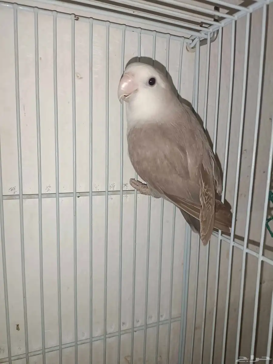 ذكر روز 4