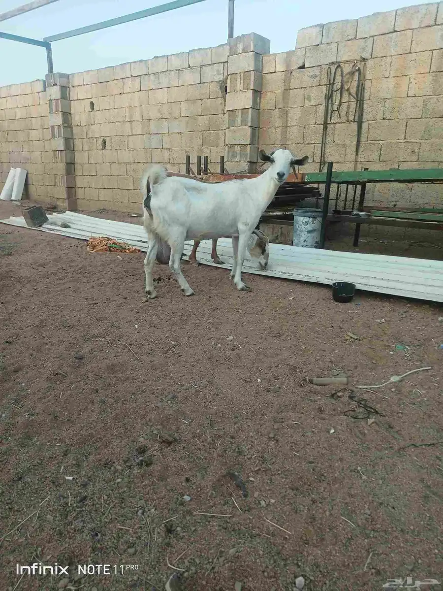 عنز بيشيه عفراء مضرع وفيها تالي حليب تبارك الله 4