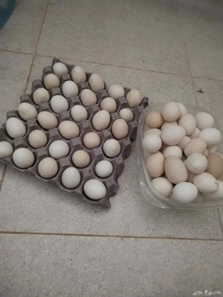 بيض دجاج بلدي 0