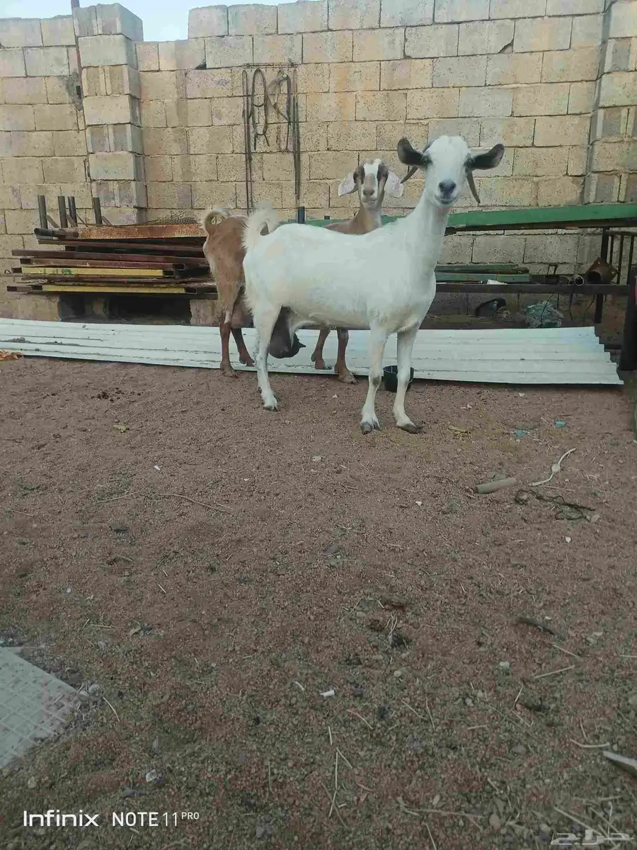 عنز بيشيه عفراء مضرع وفيها تالي حليب تبارك الله 2