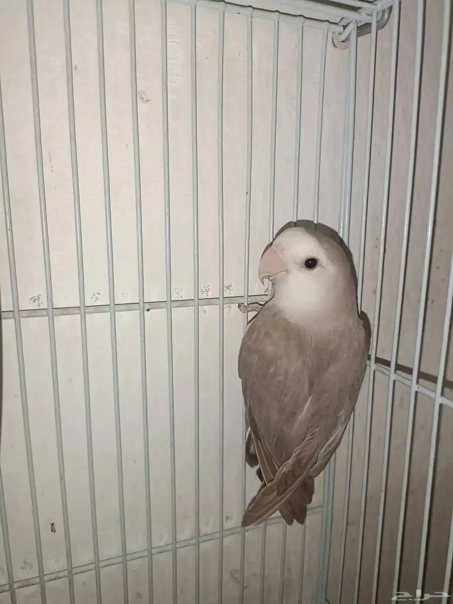 ذكر روز 1