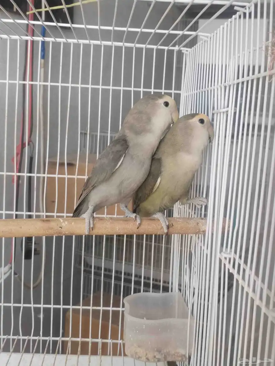 جوز روز منتج 0