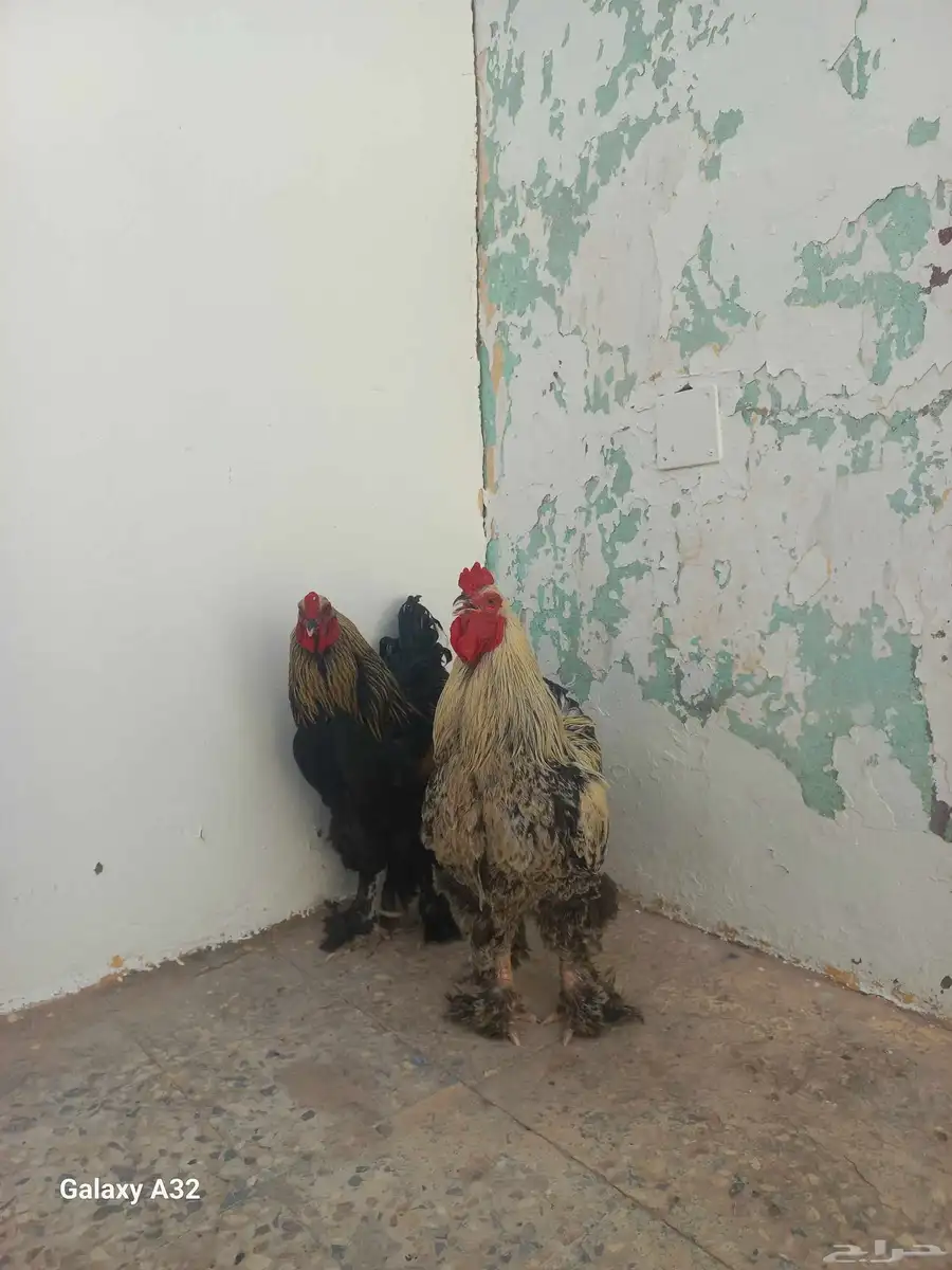 Brahma Bantam 2 Male for Sale 1