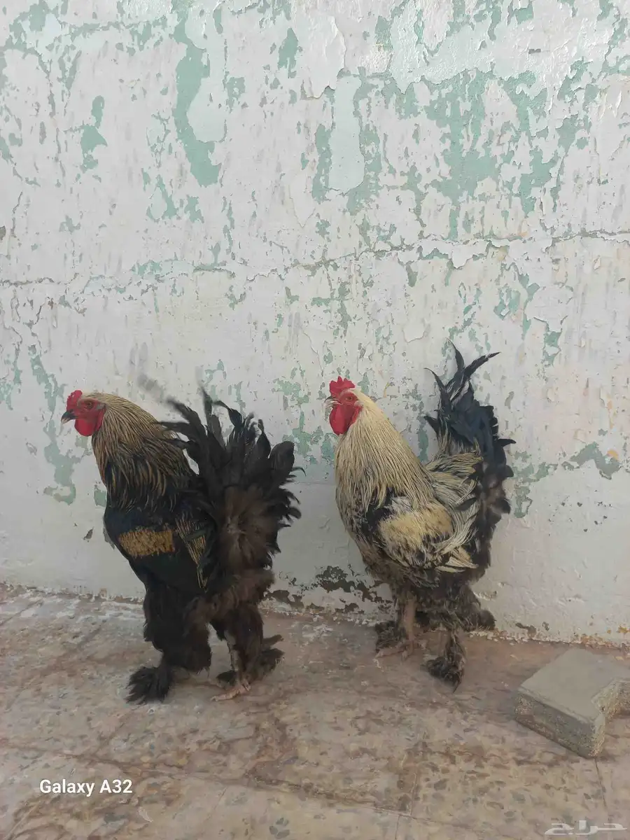 Brahma Bantam 2 Male for Sale 0