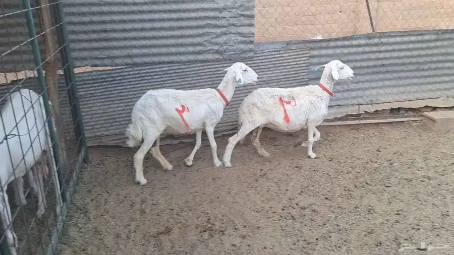 مطوقات دفيييع شرط 3 شهور 0